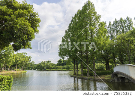 池塘和樹木的風景/上尾丸山公園（Sa玉縣阿吉歐市） 75835382