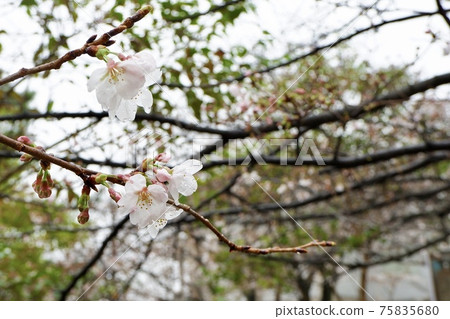 Cherry Blossoms	 75835680