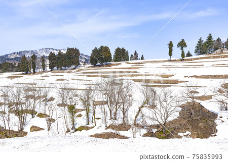 Landscape of rice terraces in Yamakoshi, Nagaoka City in winter Landscape of rice terraces in Yamakoshi, Nagaoka City in winter 75835993