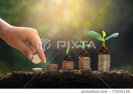 Money growth Saving money. Upper tree coins to shown concept of growing business 75838136