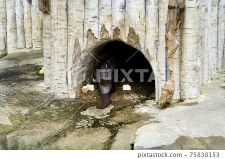 美國海狸的尾巴 75838153