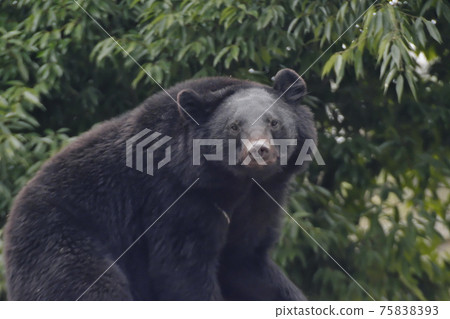 亞洲黑熊 亞洲黑熊 75838393