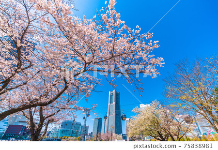 Yokohama cityscape of Japan with a view of futuristic "air transportation" "YOKOHAMA AIR CABIN" and cherry blossoms Yokohama cityscape of Japan with a view of futuristic "air transportation" "YOKOHAMA AIR CABIN" and cherry blossoms 75838981