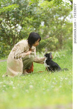 黑色奇瓦瓦州和愛狗的女人在草坪上凝視著對方 75839077