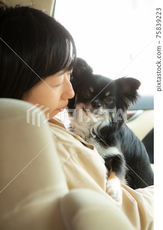 A black chihuahua hugged by a woman sitting in the passenger seat 75839223