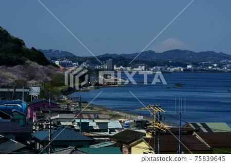 橋之源的櫻花和富士山 橋之源的櫻花和富士山 75839645