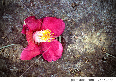 Camellia Camellia 75839878