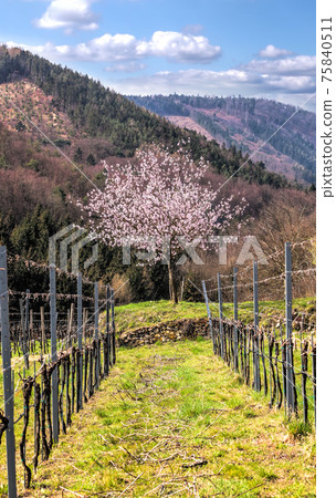 Apricot tree with vineyard during spring time in Wachau valley, Austria 75840511
