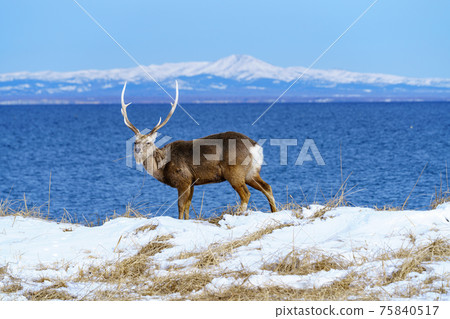 Notsuke Peninsula Kunashiri Island and Yezo Sika deer 75840517