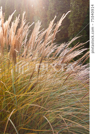 Dry yellow decorative grass lawn in autumn sunset 75840914