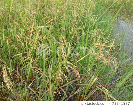 ripe paddy frim for harvest 75841587