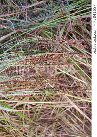 ripe paddy frim for harvest 75841657