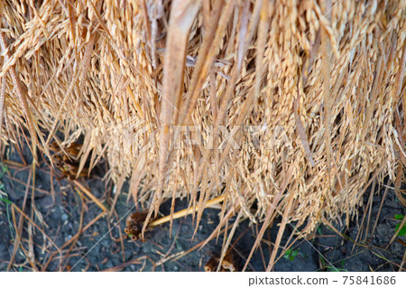 ripe paddy frim for harvest ripe paddy frim for harvest 75841686