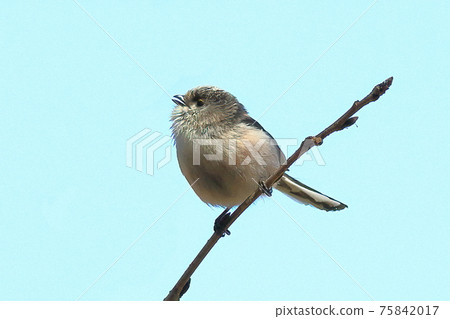 長尾山雀 長尾山雀 75842017