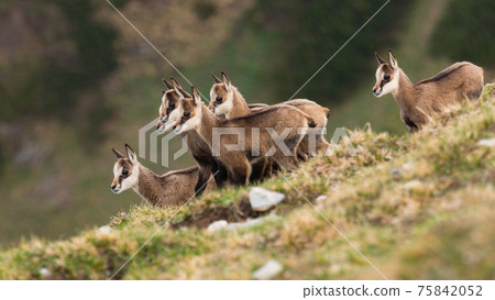 Little tatra chamois kids standing in mountains in spring Little tatra chamois kids standing in mountains in spring 75842052