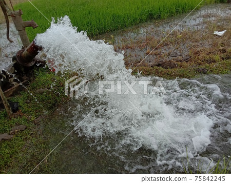 water splash from pump on paddy firm 75842245