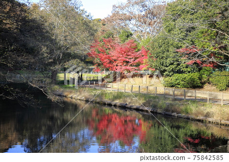 市川市大町自然觀察公園Momiji Mountain 市川市大町自然觀察公園Momiji Mountain 75842585