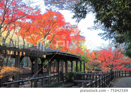 Ichikawa City Omachi Nature Observation Park Momiji Mountain 75842589