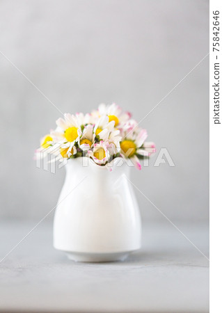 Beautiful daisy flowers in ceramic white vase on ultimate gray background Beautiful daisy flowers in ceramic white vase on ultimate gray background 75842646