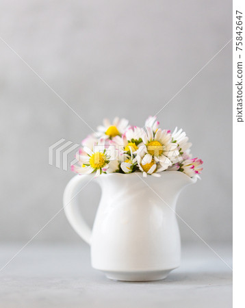 Beautiful daisy flowers in ceramic white vase on ultimate gray background Beautiful daisy flowers in ceramic white vase on ultimate gray background 75842647