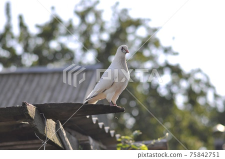 a white pigeon sits on a wooden plank above the ground. a white pigeon sits on a wooden plank above the ground. 75842751