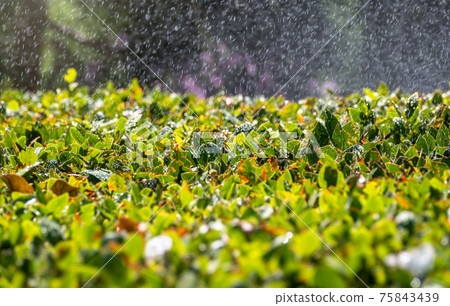 Trimmed bushes with spray of water from irrigation. 75843439