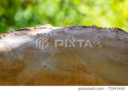 Arbutus andrachne, commonly called the Greek strawberry tree Trunk without bark 75843440