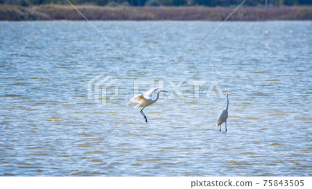 Two white herons stands in the lake Two white herons stands in the lake 75843505