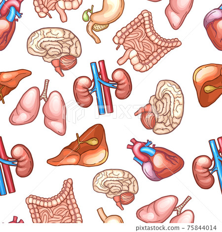 Seamless pattern with different human organs Seamless pattern with different human organs 75844014