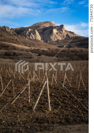 Winter sunset in the vineyard of Crimea. Moody sky 75844730