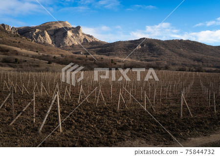 Winter sunset in the vineyard of Crimea. Moody sky Winter sunset in the vineyard of Crimea. Moody sky 75844732