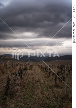 Winter sunset in the vineyard of Crimea. Moody sky Winter sunset in the vineyard of Crimea. Moody sky 75844733