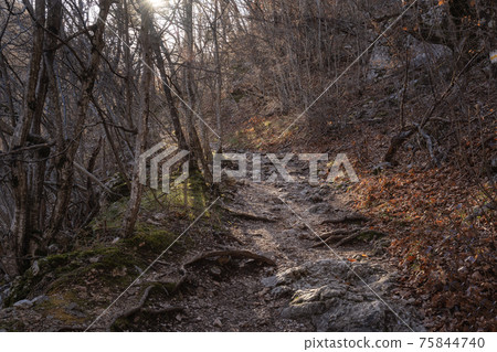 Trail without people going through winter forest. There are no leaves on trees. Sun casts a shadow from trunks on path Trail without people going through winter forest. There are no leaves on trees. Sun casts a shadow from trunks on path 75844740