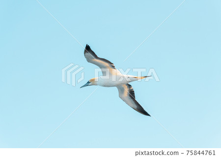 Flying gannet on blue sky 75844761