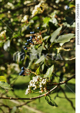Viburnum tree with white flowers 75844986