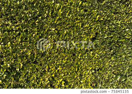 Top view on green grass background. Wall of leaves Top view on green grass background. Wall of leaves 75845135