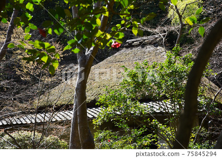 京都市寺主殿和山茶花Flowers峨野 75845294