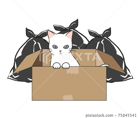 Abandoned cat Garbage dump White cat 75845541