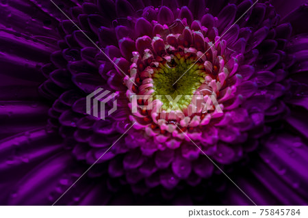 Gerbera flower dramatically dark pink color. Close up. Gerbera flower dramatically dark pink color. Close up. 75845784