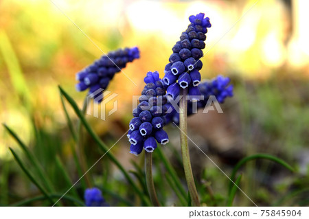 Muscari Muscari 75845904