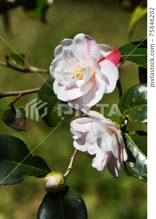 伊久蓋山茶花 75846202