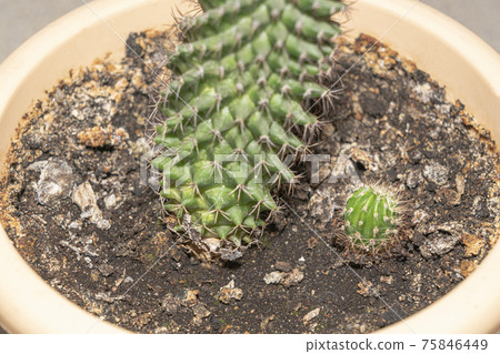 young cactus shoot and adult cactus close-up young cactus shoot and adult cactus close-up 75846449