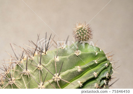 young cactus shoot and adult cactus close-up young cactus shoot and adult cactus close-up 75846450