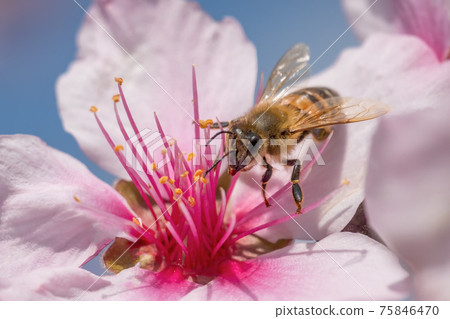 蜜蜂給杏仁授粉 75846470