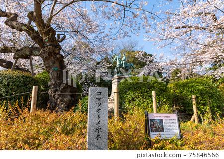 上野公園的小松乙女和小松宮雕像 上野公園的小松乙女和小松宮雕像 75846566