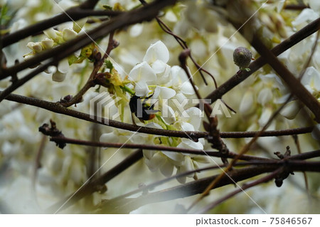 母熊熊點燃從白藤寺吸蜜的花蜜 75846567