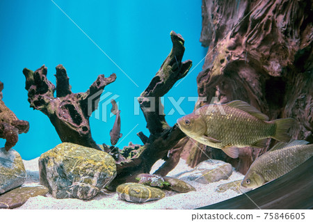 Crucian carp or carassius in public aquarium fish tank. 75846605