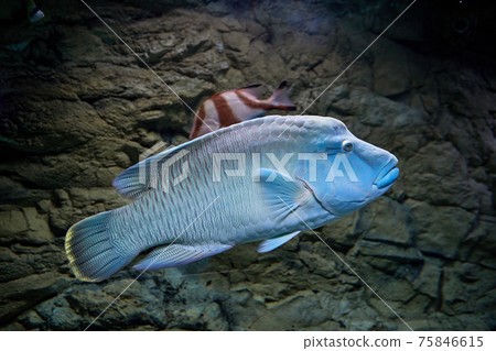 Humphead wrasse in an aquarium at mall of Saint Petersburg, Russia. Humphead wrasse in an aquarium at mall of Saint Petersburg, Russia. 75846615