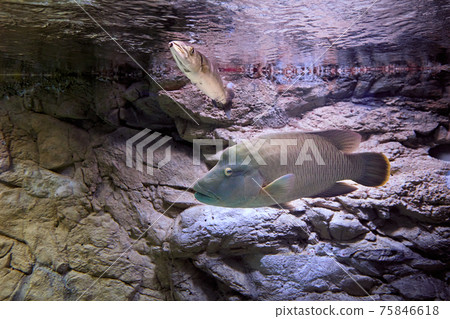 Humphead Maori Wrasse or Cheilinus undulatus behind glass of marine aquarium in Russian city of St. Petersburg. Humphead Maori Wrasse or Cheilinus undulatus behind glass of marine aquarium in Russian city of St. Petersburg. 75846618