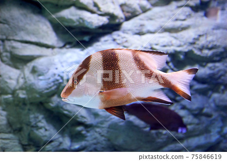 Lutjanus sebae or emperor red snapper behind glass of  marine aquarium in Russian city of St. Petersburg. 75846619